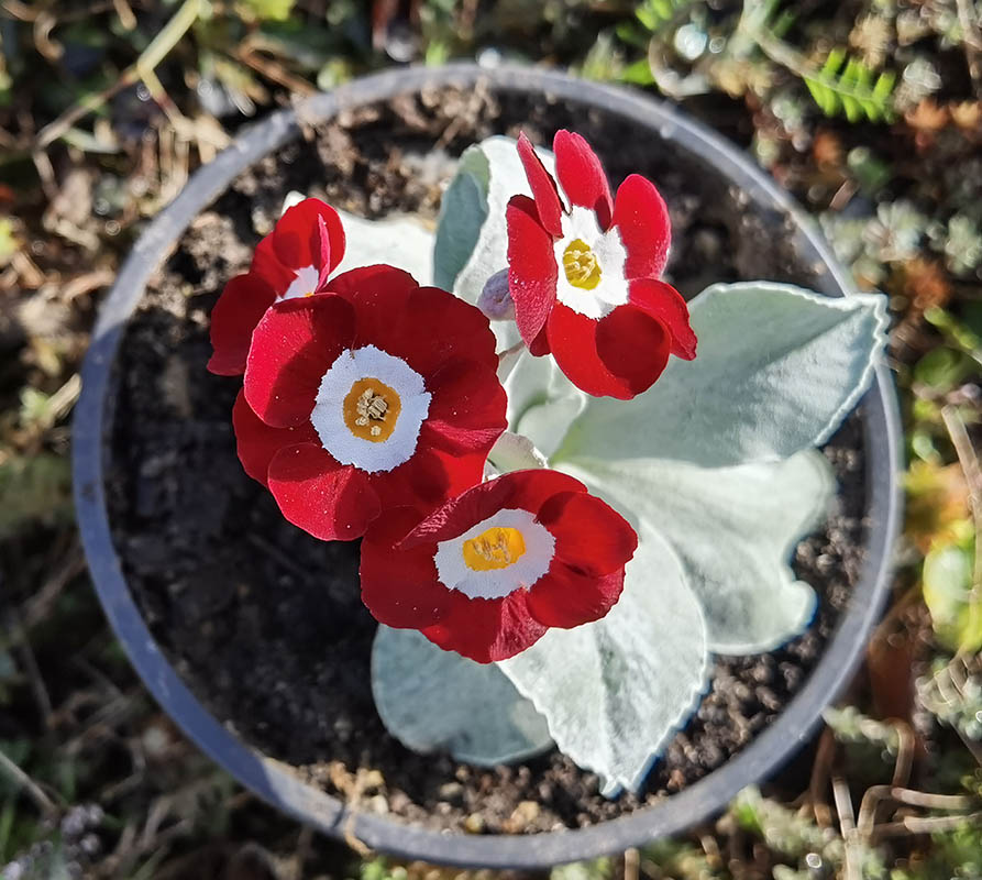 Primula auricula 'Favourite'